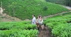 Vietnam-Hagiang-Teahill-2