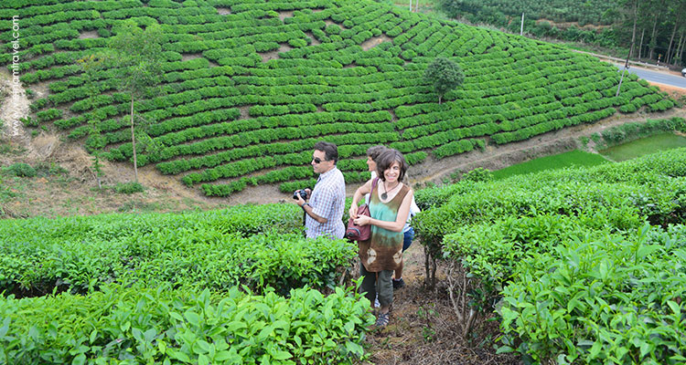 Vietnam-Hagiang-Teahill-2
