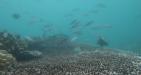 Nha-Trang-Snorkeling-Tour-1