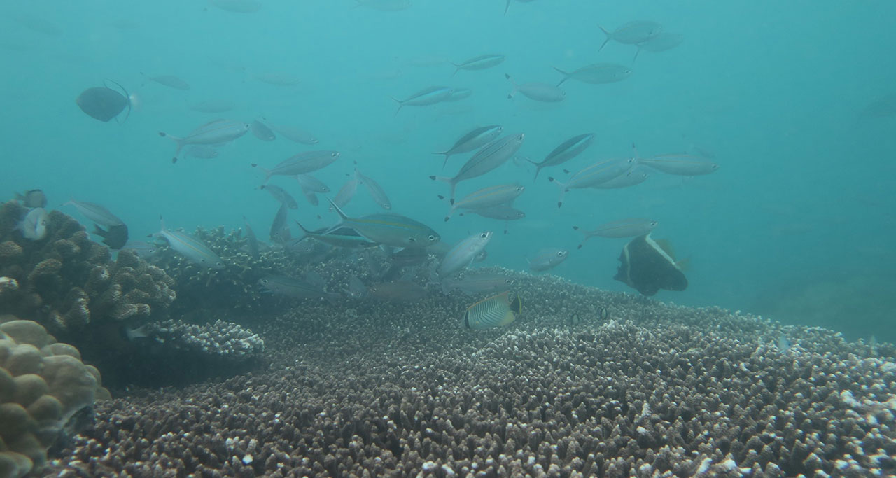 Nha-Trang-Snorkeling-Tour-1