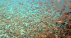 Nha-Trang-Snorkeling-Tour-3