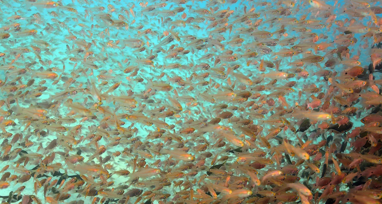 Nha-Trang-Snorkeling-Tour-3
