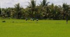 Vietnam-BenTre-2