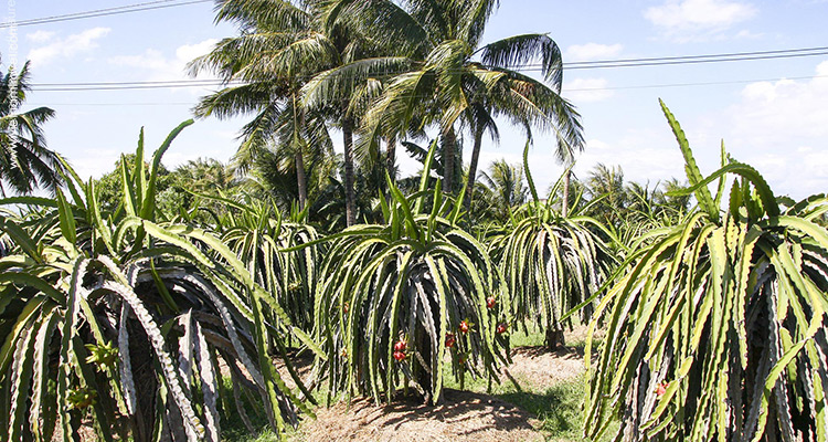 typical fruit in Binh Thuan