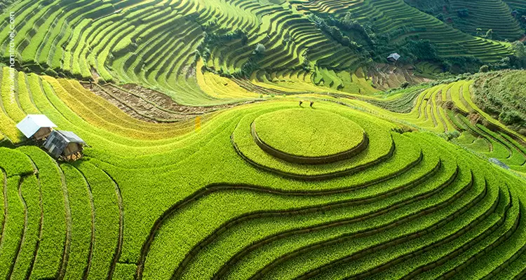 Immerse yourself in the Golden rice in Mu Cang Chai