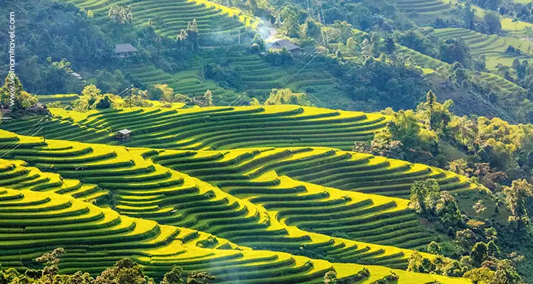 Beautiful terraced rice fields in Hoang Su Phi, especially in late September and October