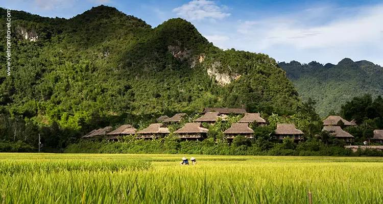 rice paddy field in Mai Chau