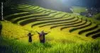 Sapa Heavenly terraced rice fields