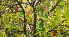 Vietnam-Cantho-9