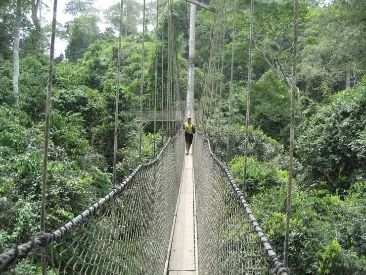 The Canopy Walk