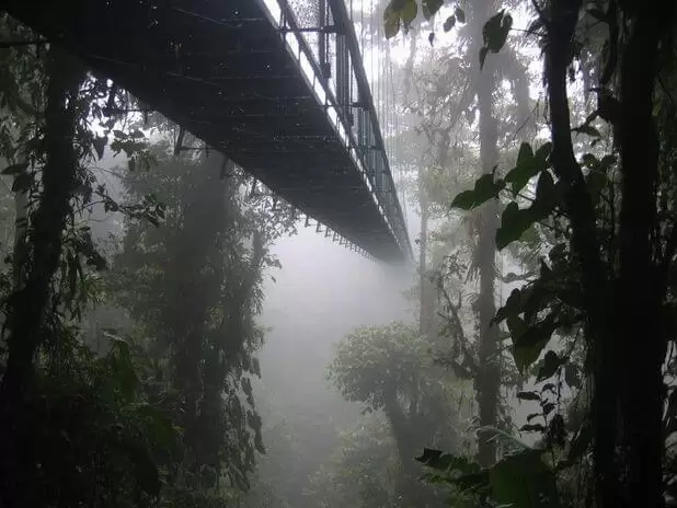 The Montenegro Rainforest Bridge
