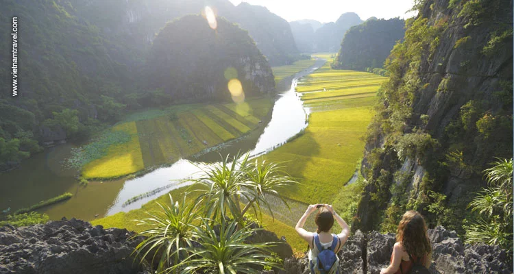 golden rice field in Ninh Binh