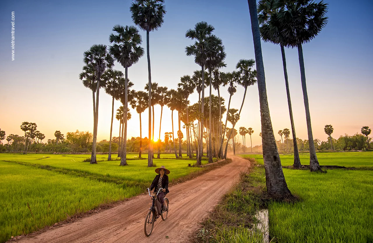 Rice fields in Mekong River Delta - Vietnam