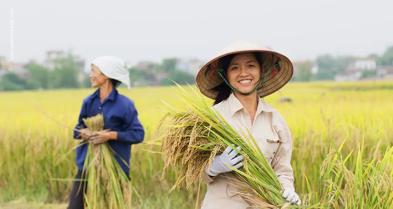 Top 10 Rice Fields in Vietnam for Photographers