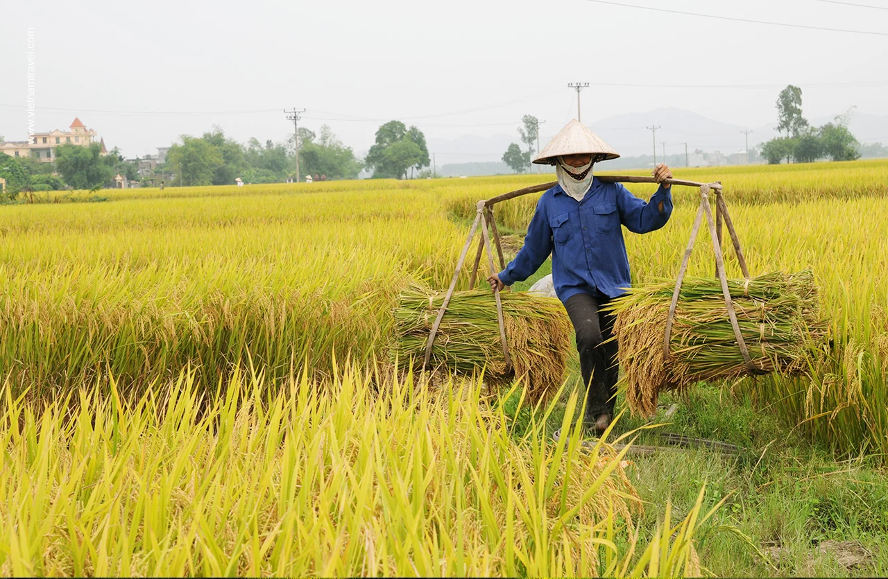 Golden rice fields in Hai Duong 