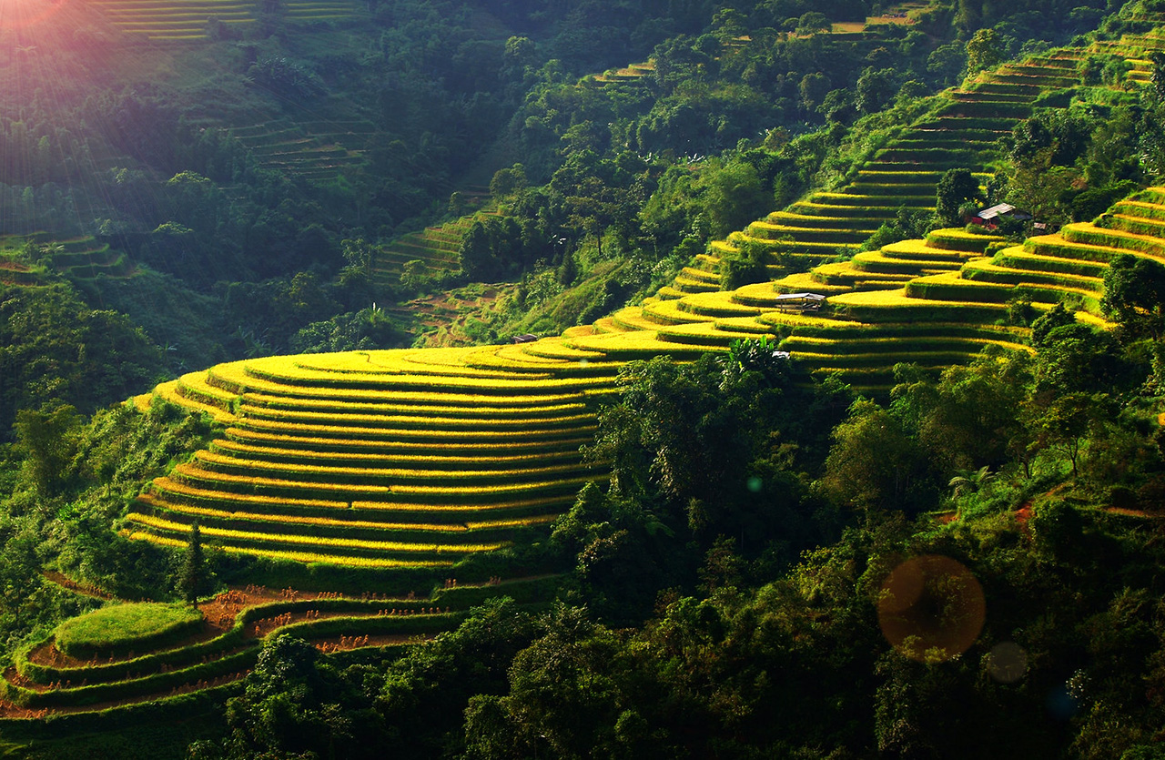 Landscape of the rice fields in Hoang Su Phi - Ha Giang