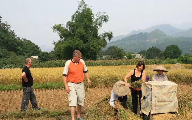 Photo of a tourist participating in threshing with Vietnamese farmers