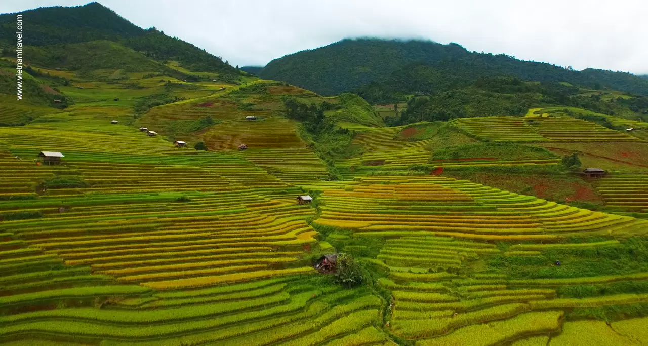 imgage of rice terraces