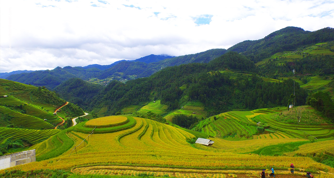 mu cang chai rice terraces 