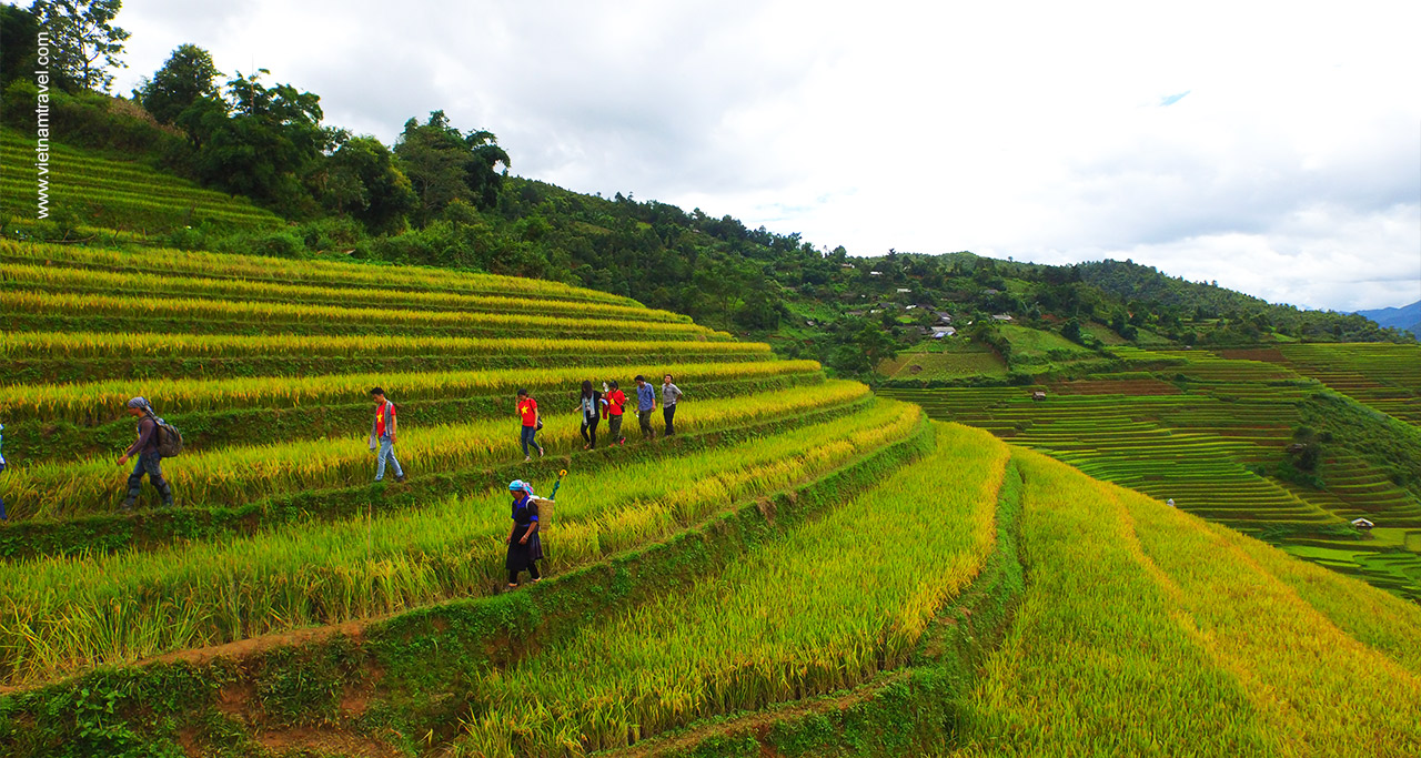  rice terraces in vietnam