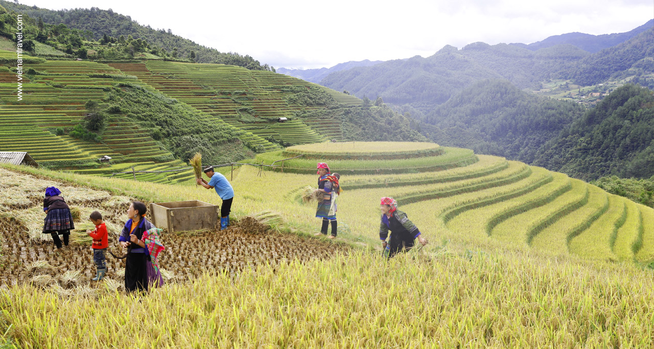 Mu Cang Chai, Vietnam