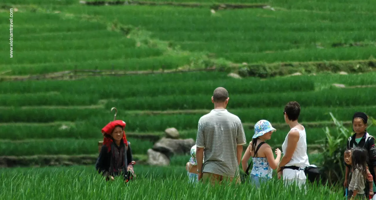 Sapa in June, when rice is still green