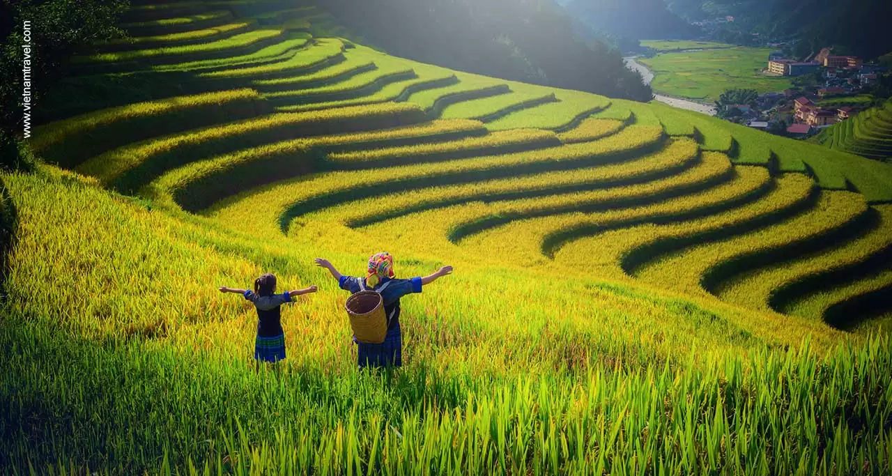 golden rice field in sapa