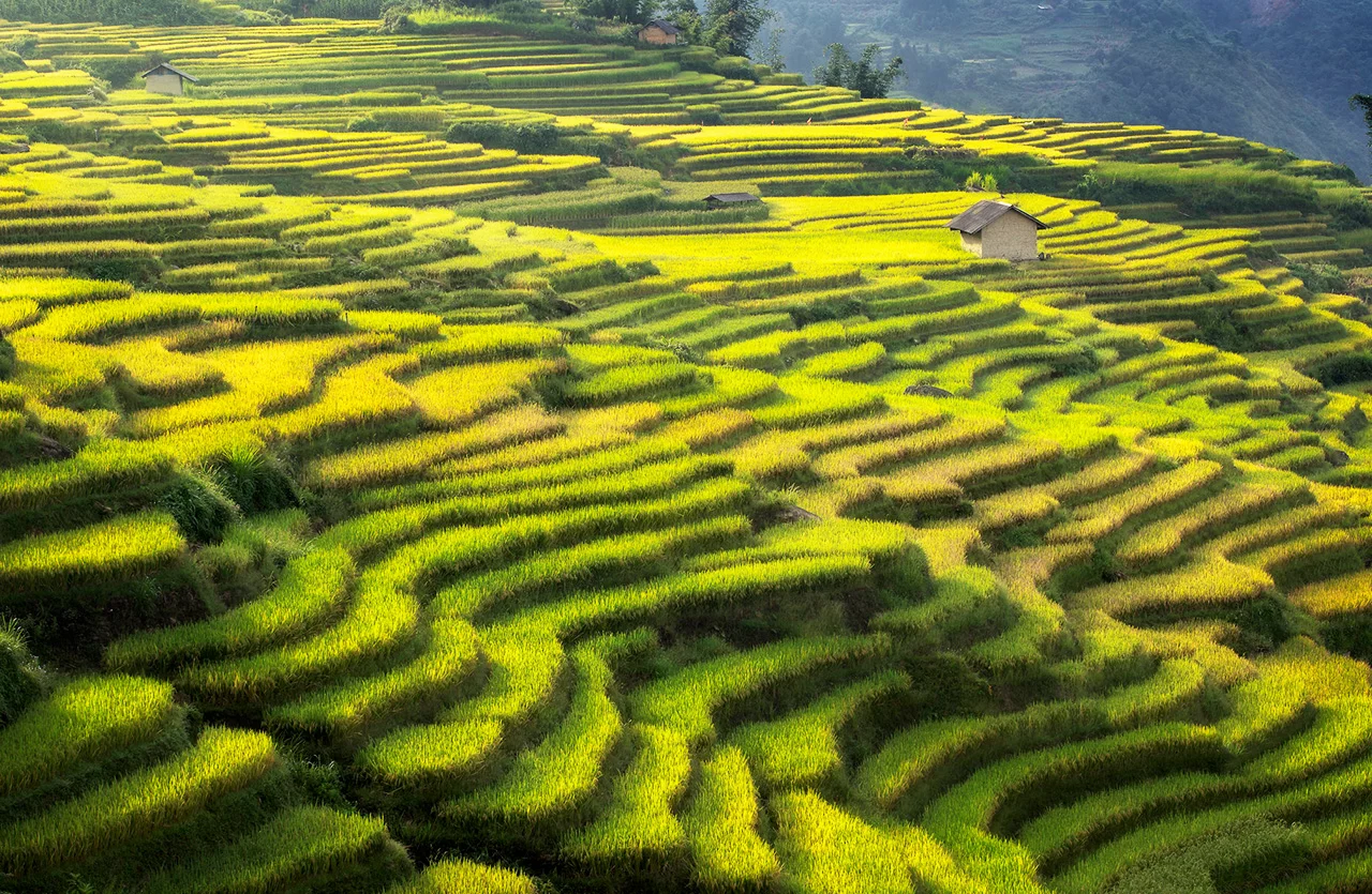 Y Ty terraced rice paddy