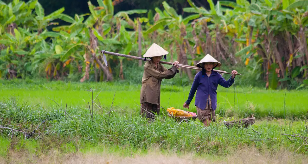 Vietnamese People Wear Conical Hats