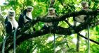 Cuc-Phuong-National-Park-10