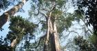 Nam-cat-tien-national-park4