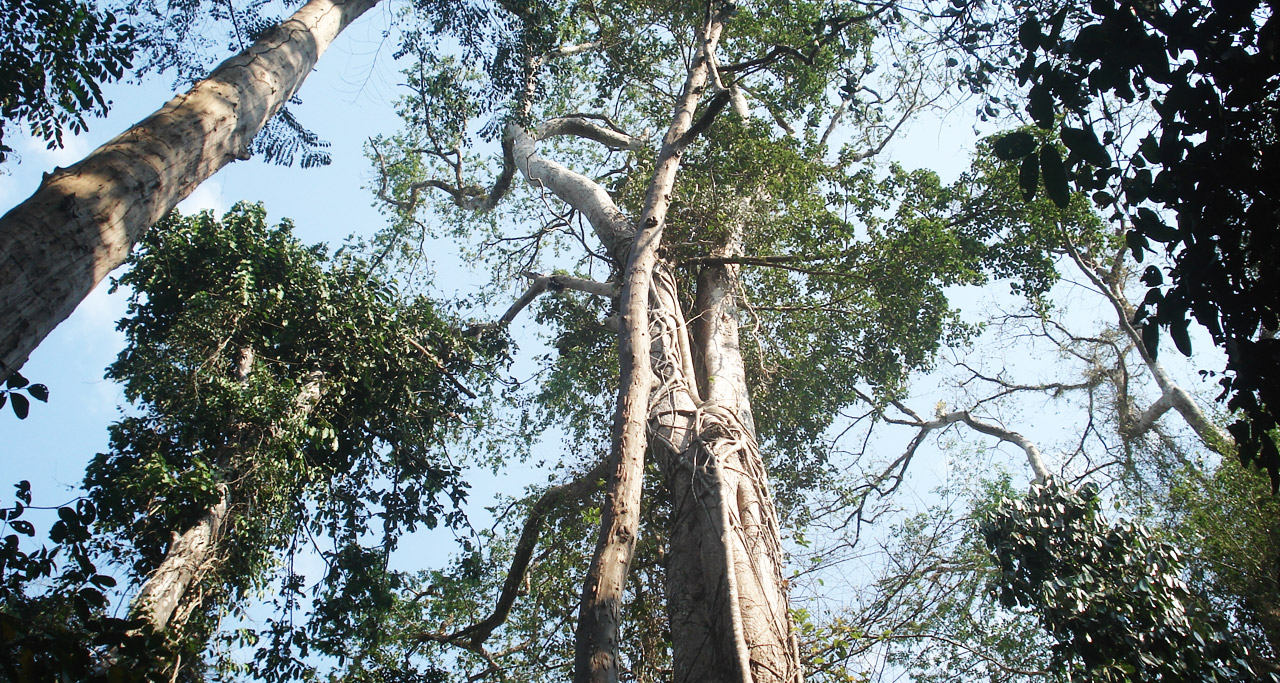 Nam-cat-tien-national-park4
