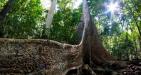 Nam-cat-tien-national-park6