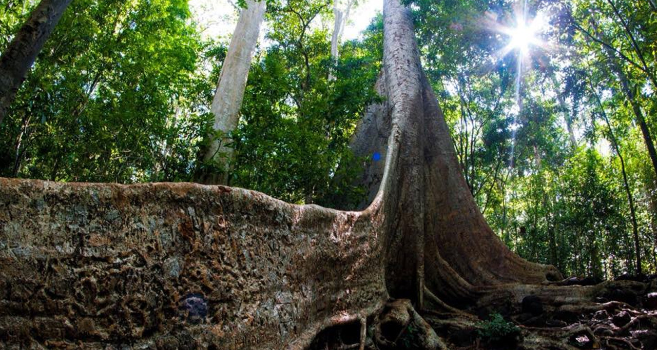 Nam-cat-tien-national-park6