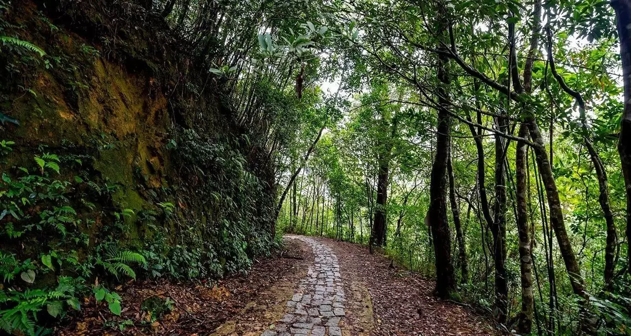 Small road in Bach Ma National Park