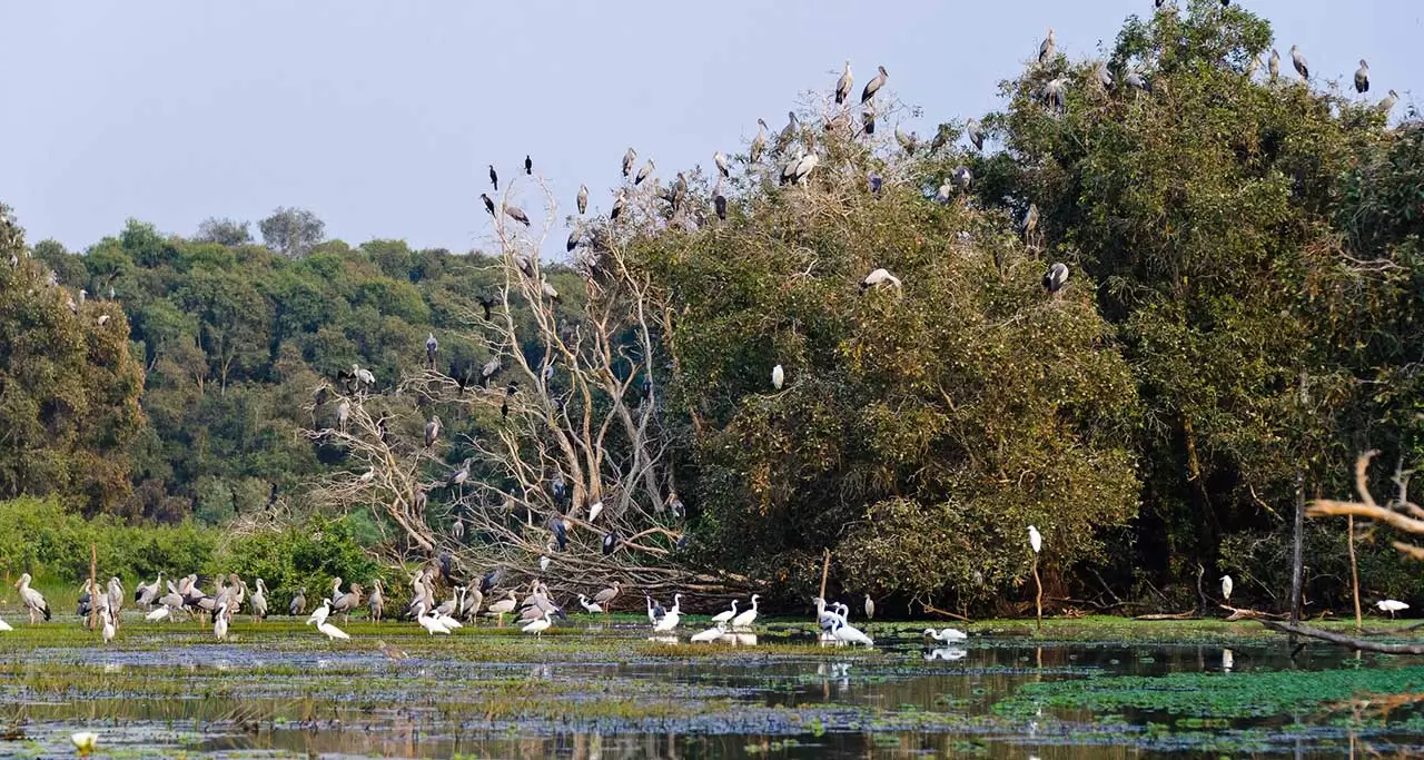 A land of birds