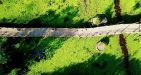 wooden-bridge-tra-su-an-giang-4