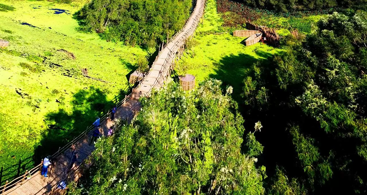 The longest bamboo bridge of Vietnam in Tra Su Cajuput Forest
