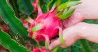 Dragon-fruit