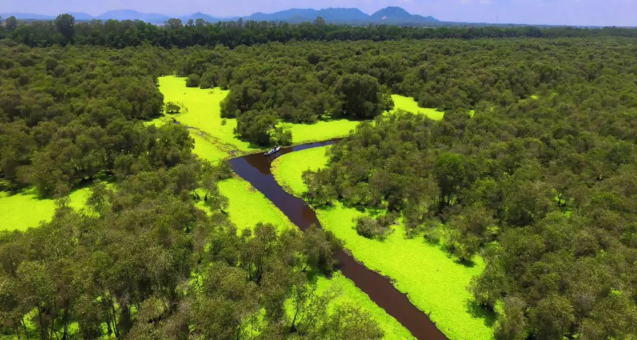 Tra Su Cajuput Forest - Mekong Delta Attractions | Vietnam Travel