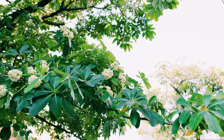 Blackboard Tree Flowers has become an indispensable part in Hanoi’s autumn.