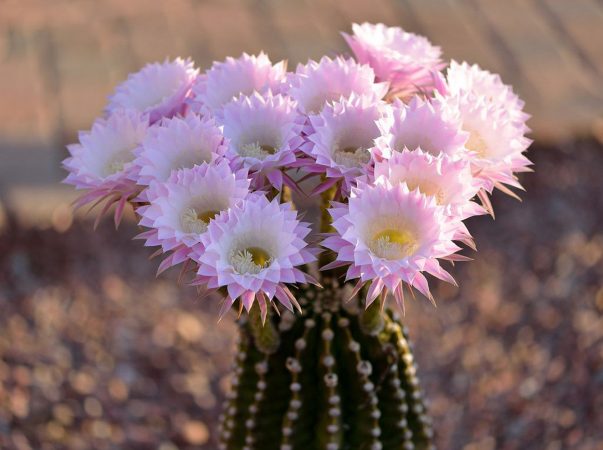 Cactus flower is a sign of lucky for home owner.