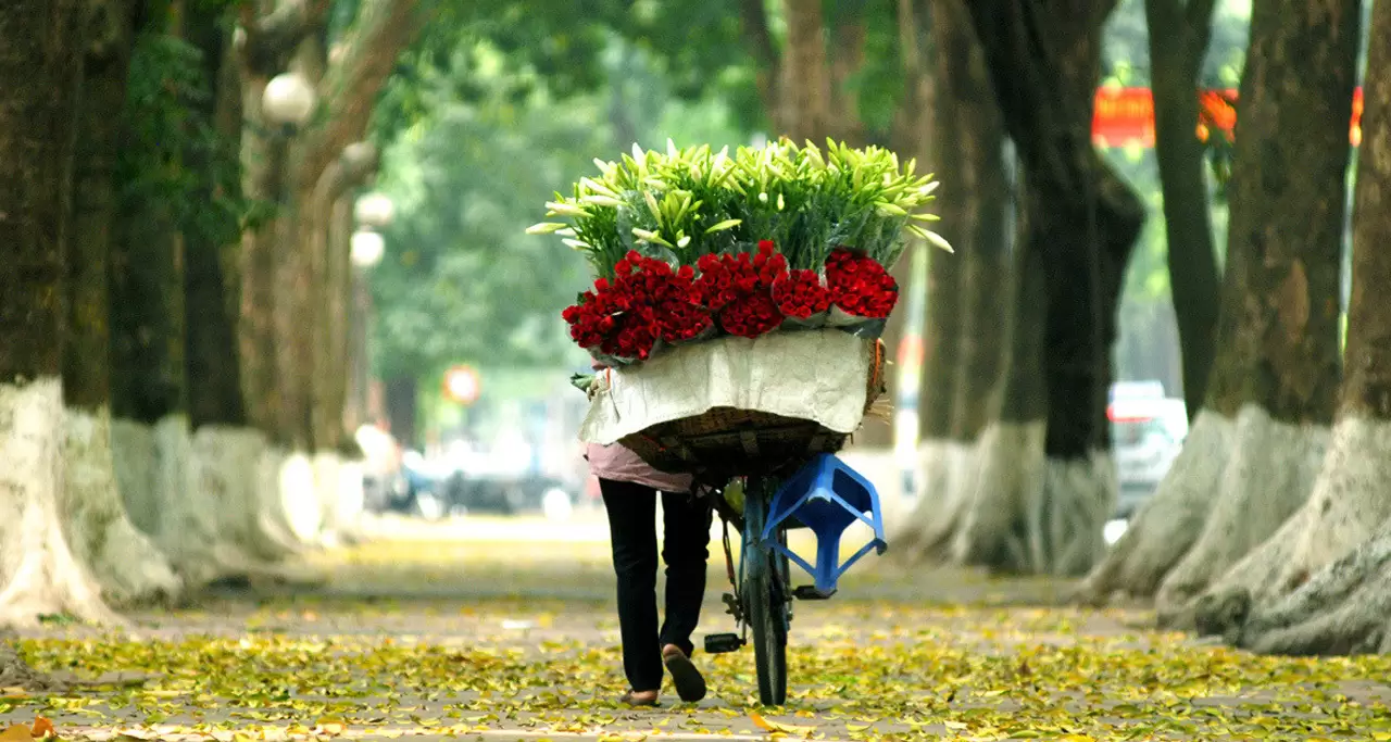 Plenty of white lily selling in Hanoi each April