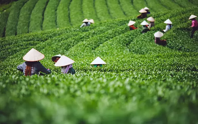 Moc Chau Tea Farm