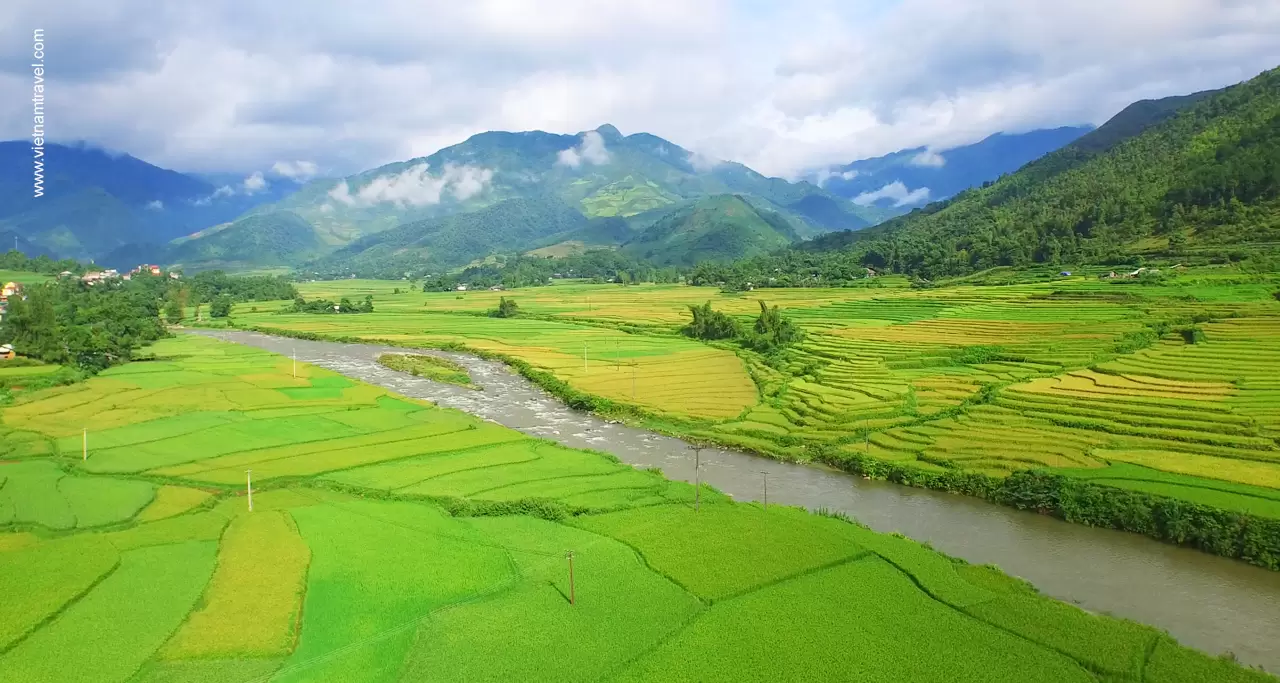 rice field in Sapa
