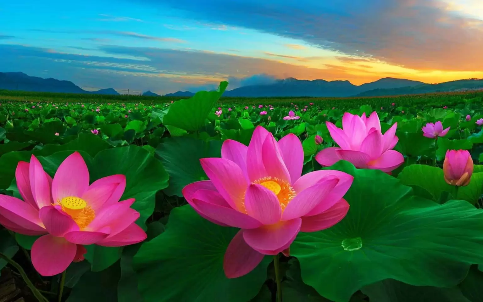 Flowers in Vietnam 8 Things You want to Know Vietnam Travel
