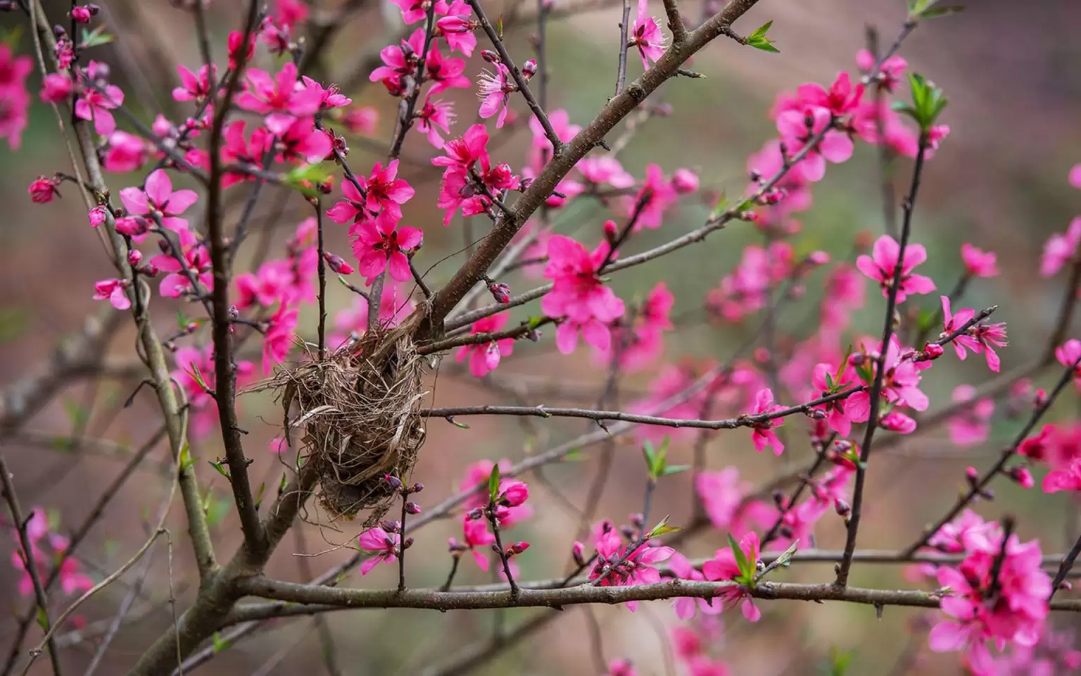 Flowers in Vietnam 8 Things You want to Know Vietnam Travel