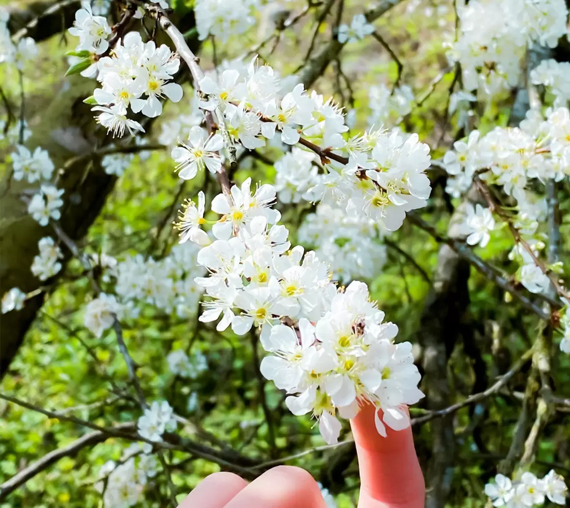 Bright white of plum blossoms spread all over the mountainous villages in spring. 