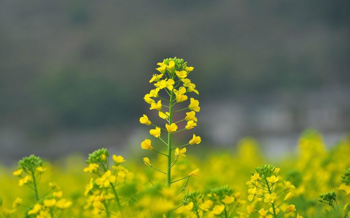 Rapeseed Flower in the tranquil atmosphere in the countryside. 