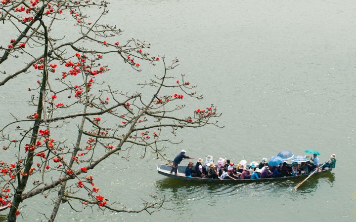 The gorgeous beauty of ardently red silk cotton flowers blooming along banks of Yen Stream while taking boat trip to the Perfume Pagoda in early April.